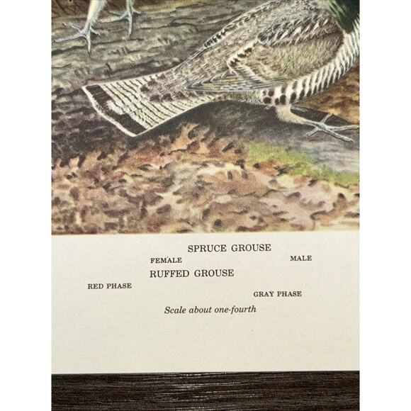 VTG Grouse Bookplate George Miksch Sutton Lithograph Bird Portraits In Color - Picture 6 of 9